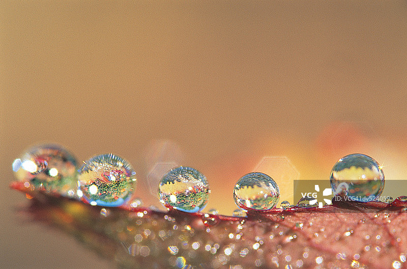 马里兰州布鲁克赛德花园的露珠图片素材