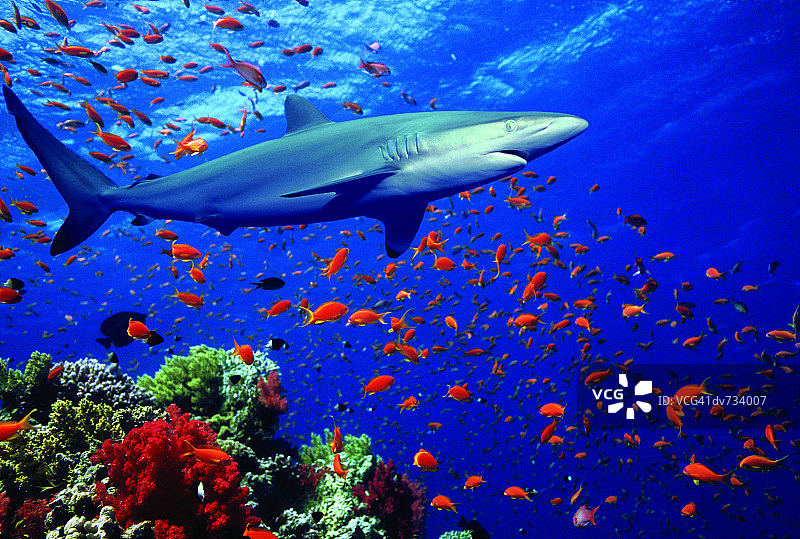 灰鲭鲨图片素材