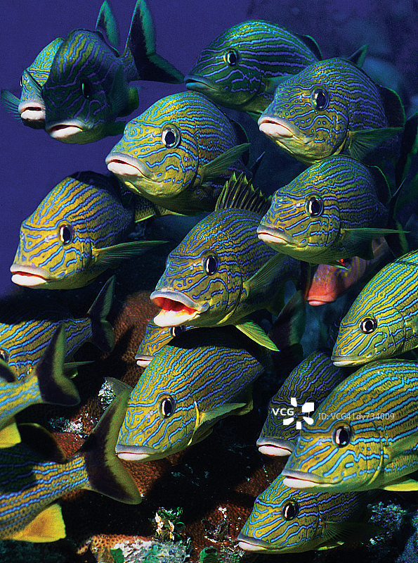 蓝条石鲈鱼群特写图片素材