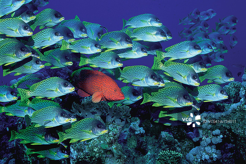 珊瑚石斑鱼与黑点石鲈鱼群图片素材