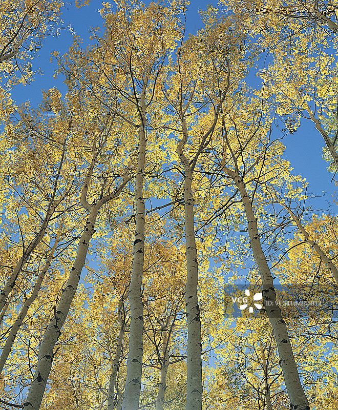 秋季科罗拉多州阿斯本图片素材