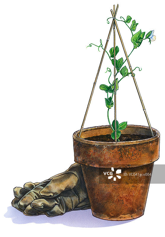 盆栽植物和手套图片素材