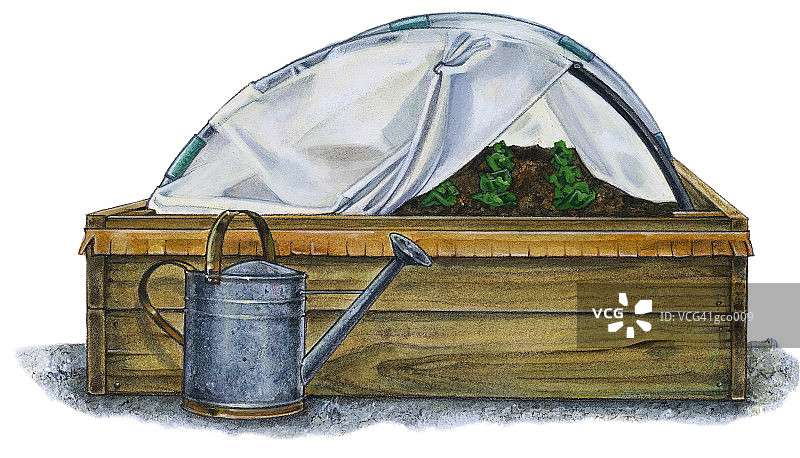 高畦栽培植物图片素材