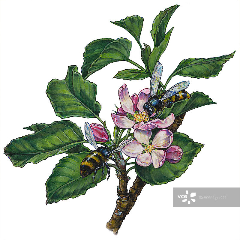 熊蜂与苹果花图片素材