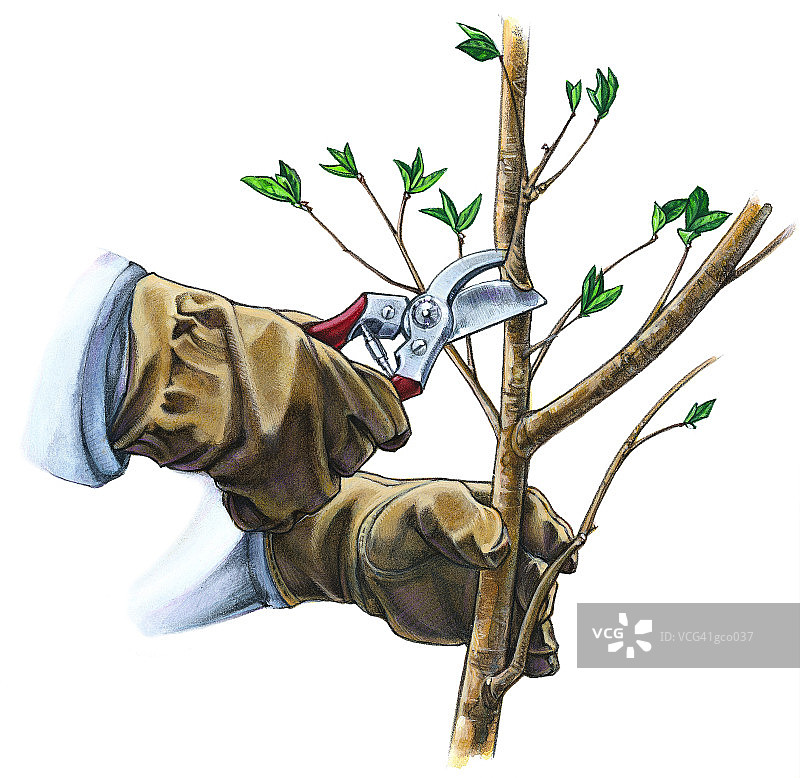 修剪树枝图片素材