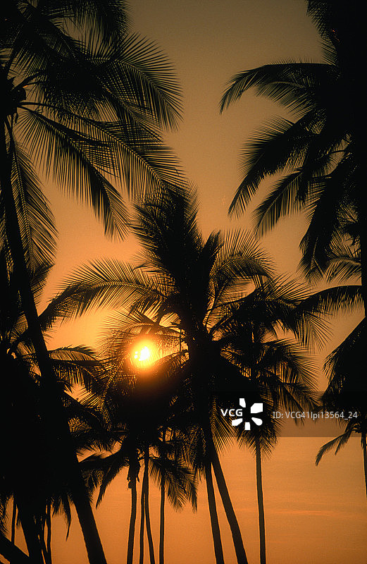 日落时分美国科纳海岸的棕榈树图片素材
