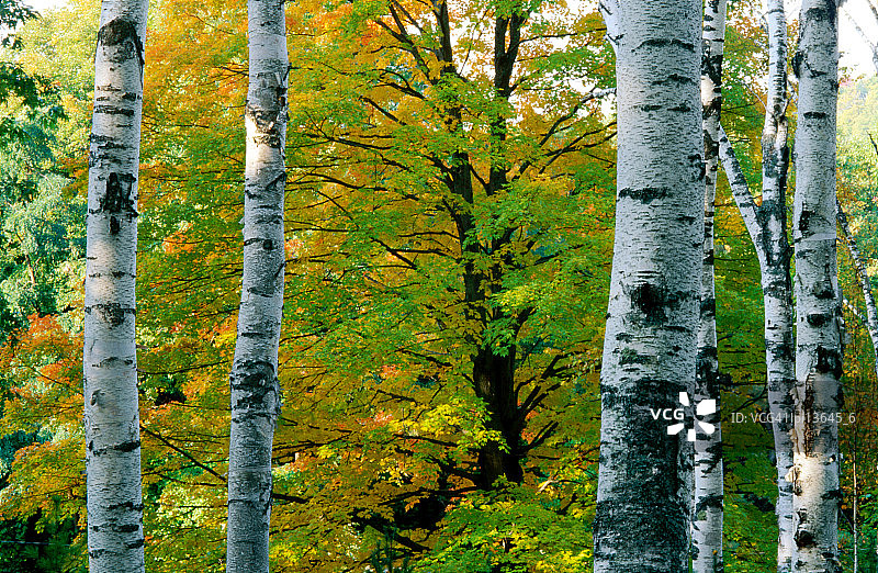 秋季的桦树，美利坚合众国图片素材