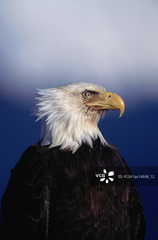 美洲的白头海雕侧面像图片素材