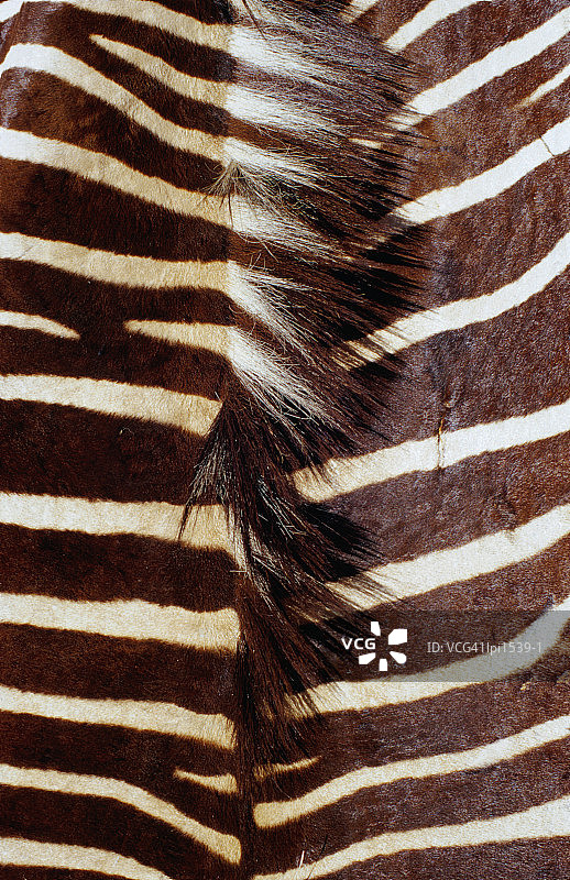 南非夸祖鲁-纳塔尔省德班的斑马皮细节图片素材