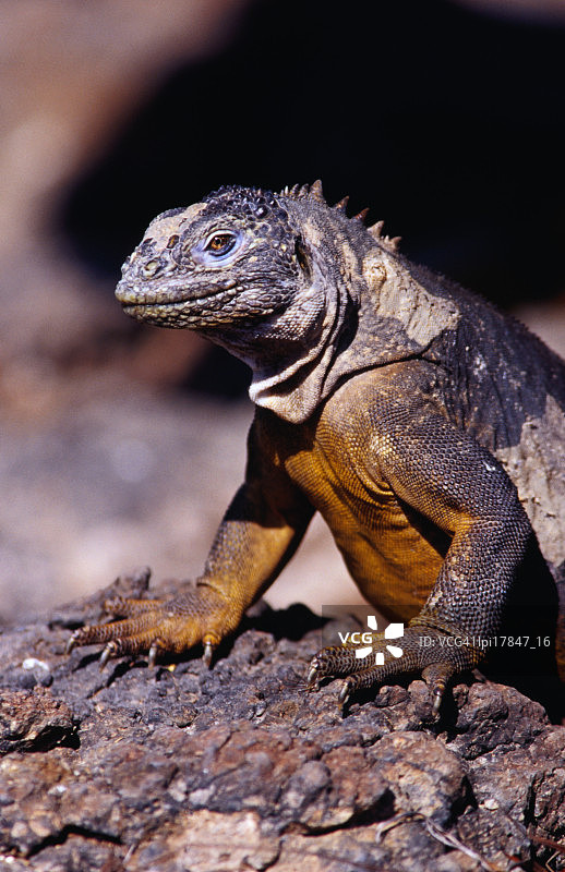 加拉帕戈斯陆鬣蜥，南广场岛，厄瓜多尔图片素材