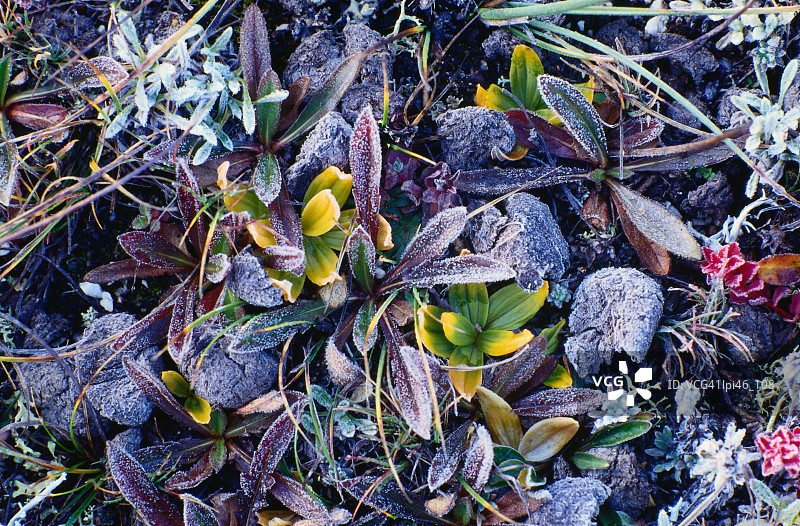 中国西藏聂拉木覆盖着霜冻的彩色野花，东北亚图片素材