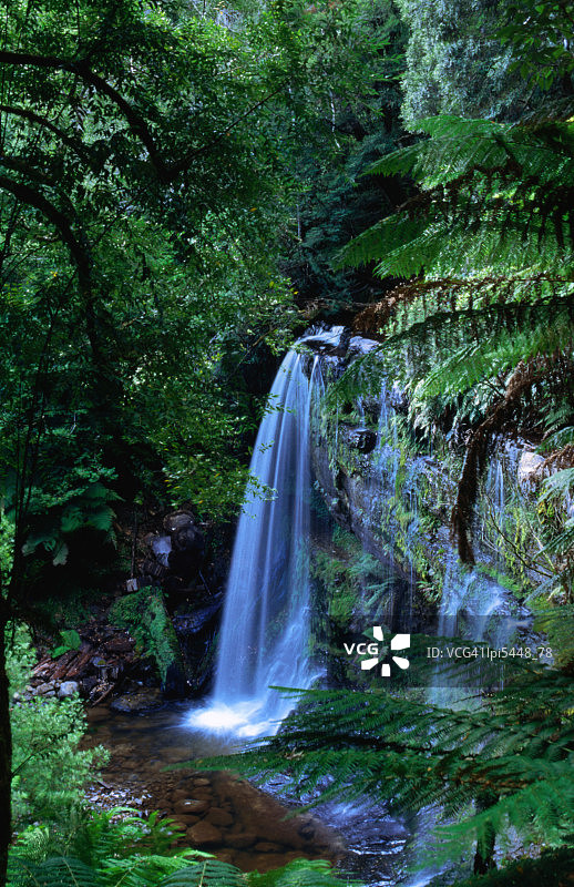 澳大利亚菲尔德山国家公园的拉塞尔瀑布和前景中的蕨类植物图片素材