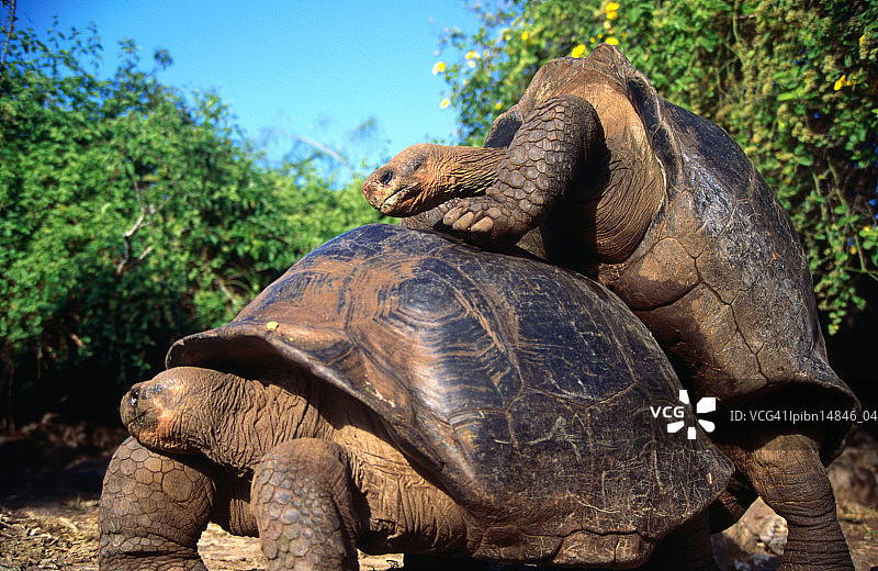 加拉帕戈斯象龟交配（象龟），厄瓜多尔加拉帕戈斯群岛，南美洲图片素材