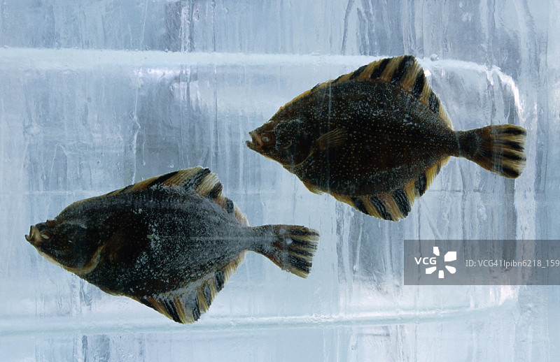 札幌冰雪节上的冰冻鱼（日本北海道札幌）图片素材