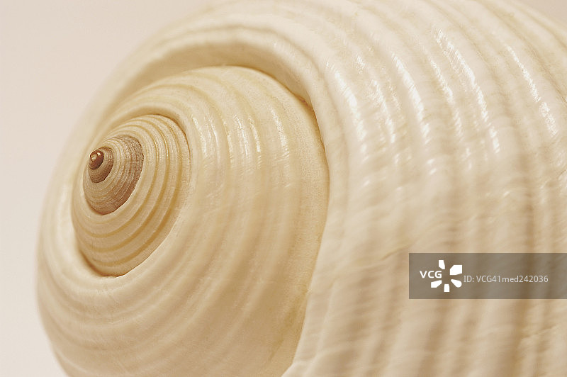 海螺壳特写图片素材