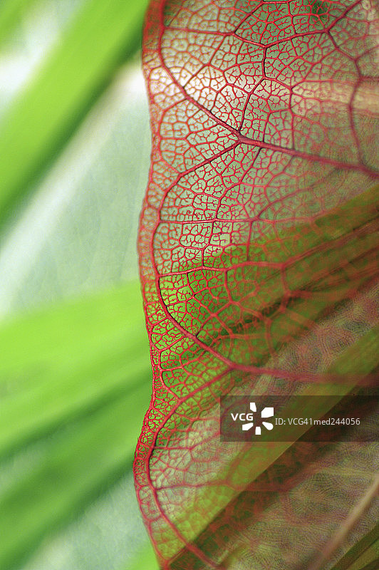 花叶芋叶子特写图片素材