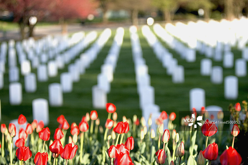 美国弗吉尼亚州阿灵顿国家公墓的红色郁金香图片素材