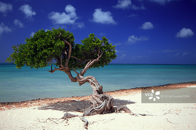 阿鲁巴加勒比海滩上的迪维迪维树图片素材