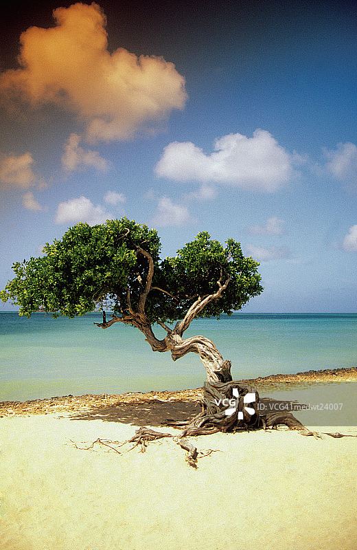 阿鲁巴加勒比海滩上的迪维迪维树图片素材