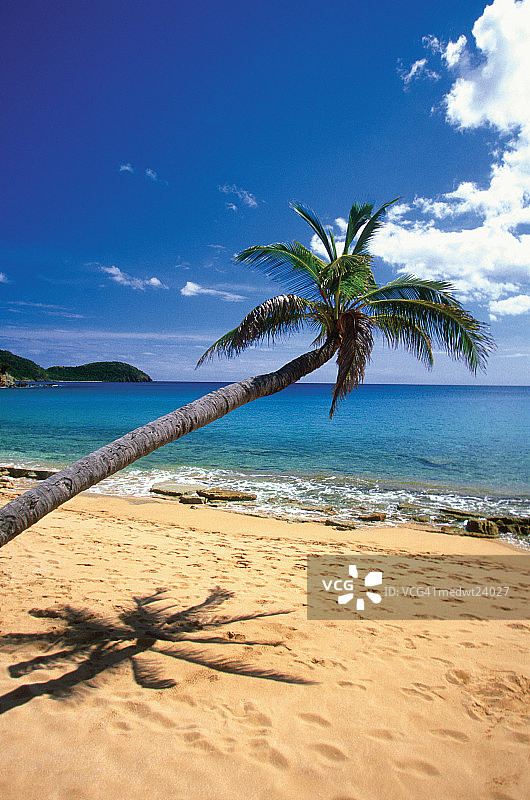 安提瓜卡莱尔湾海滩上弯曲的棕榈树和脚印，加勒比海图片素材