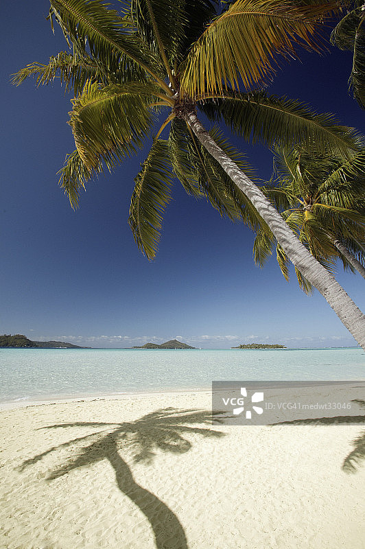 法属波利尼西亚波拉波拉岛，莫图岛海滩上的棕榈树图片素材