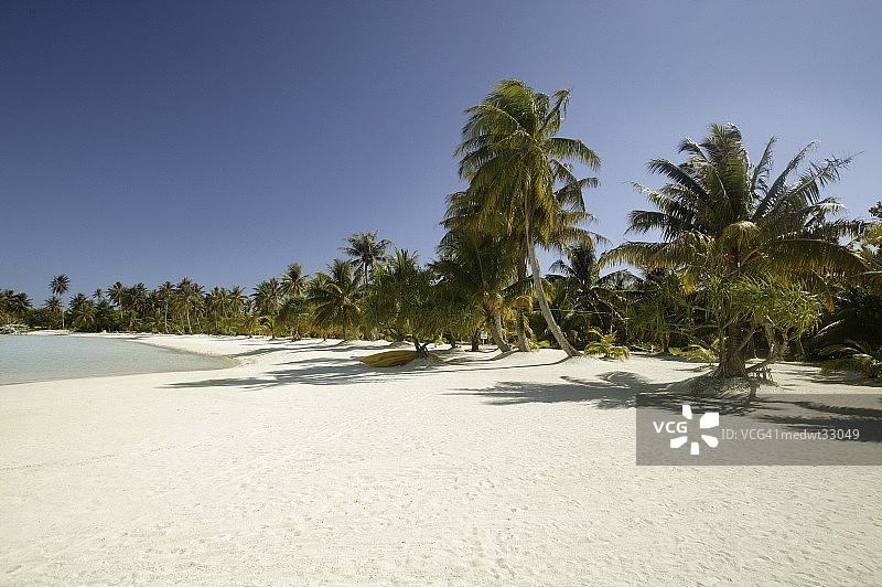 法属波利尼西亚波拉波拉岛莫图岛海滩上的棕榈树图片素材