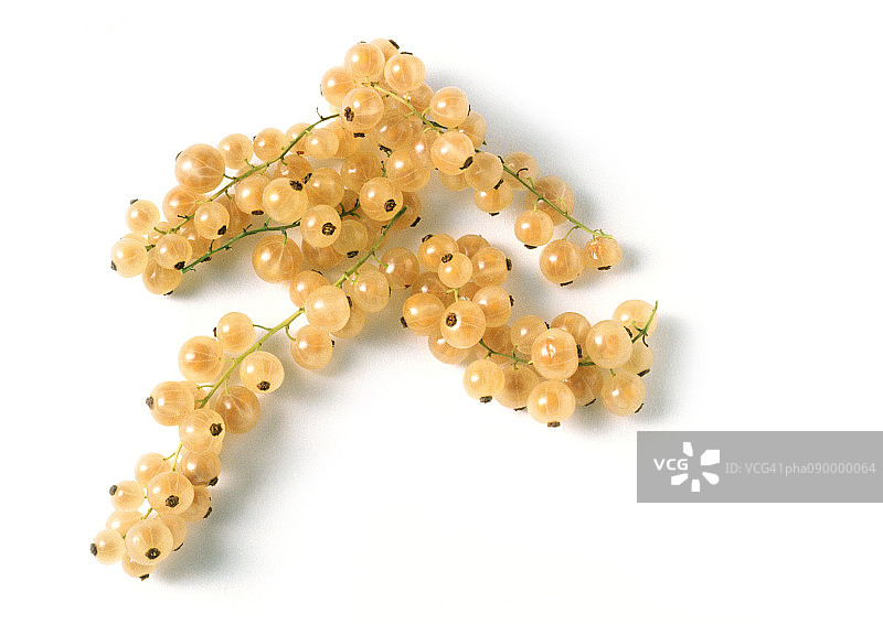 白色背景下的成簇白色醋栗图片素材