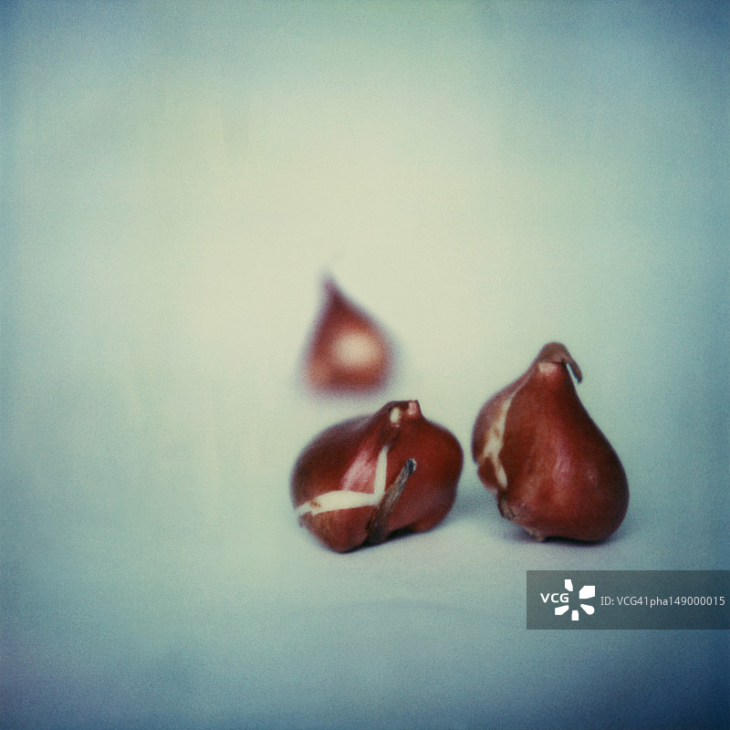 洋葱鳞茎图片素材