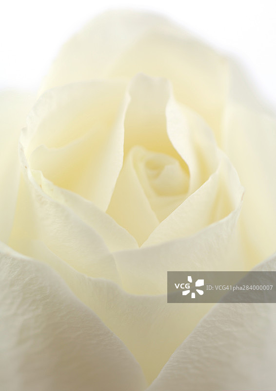 白色玫瑰特写图片素材