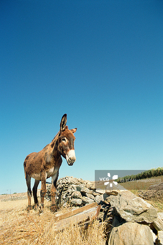 驴图片素材