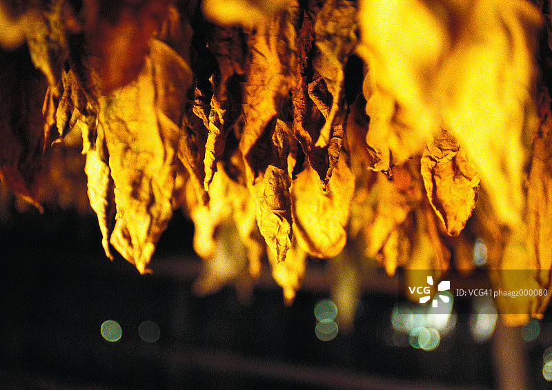 古巴哈瓦那晾晒中的烟叶图片素材