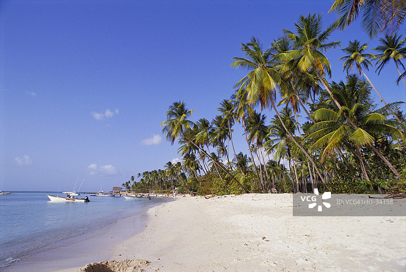 中美洲多巴哥岛鸽子点海滩图片素材