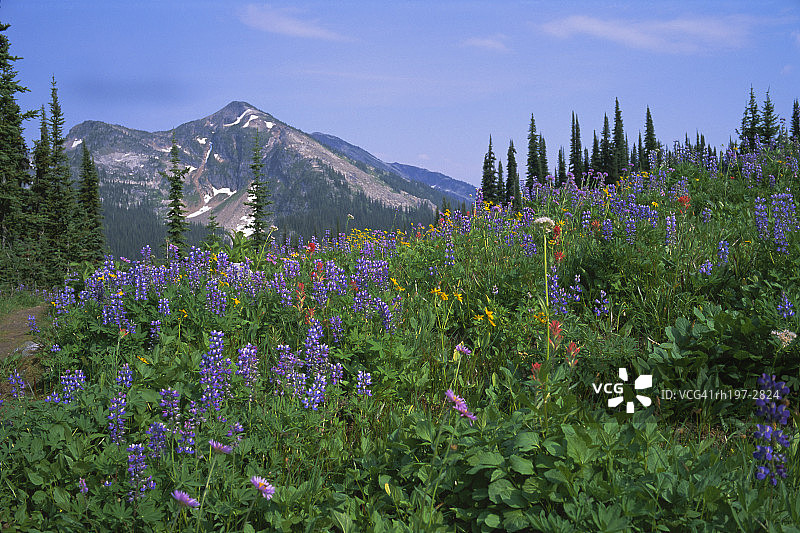 不列颠哥伦比亚省雷夫尔斯托克山国家公园花草甸图片素材
