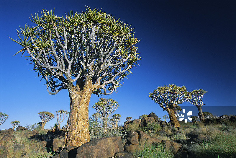 纳米比亚基特曼斯胡普附近箭袋树森林中的箭袋树图片素材