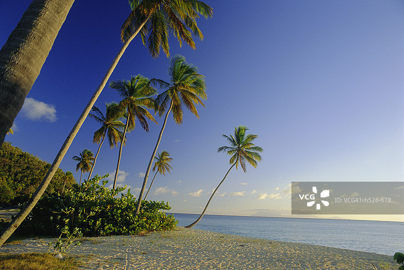 黑暗木海滩，安提瓜，加勒比，西印度群岛图片素材