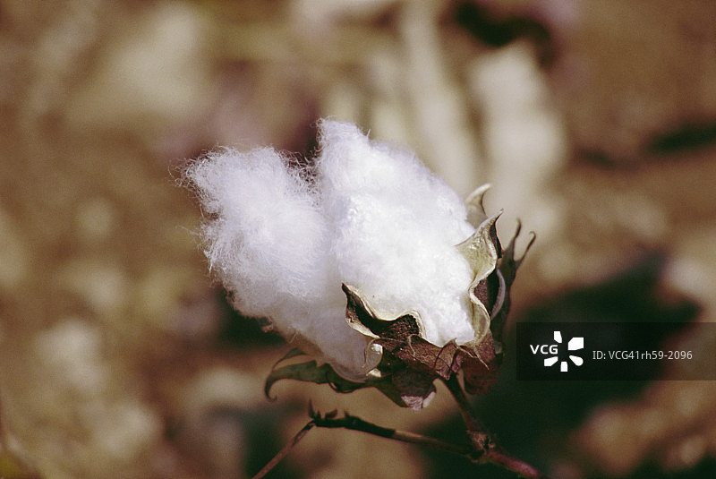棉签特写，土耳其图片素材