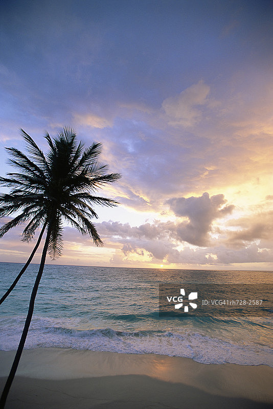 棕榈树和大海，巴巴多斯，西印度群岛，加勒比海，中美洲图片素材