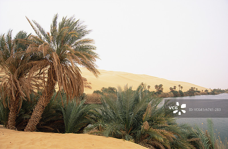 利比亚撒哈拉沙漠的棕榈树和湖泊图片素材