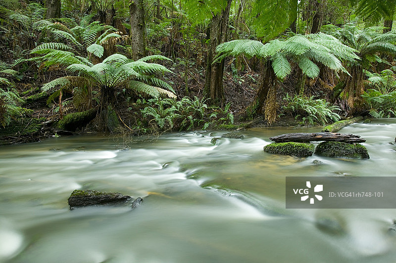 澳大利亚维多利亚州奥特威国家公园博尚瀑布雨林和大洋路图片素材