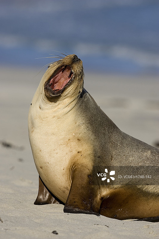 灰海豹，海豹湾，袋鼠岛，澳大利亚南澳大利亚州图片素材