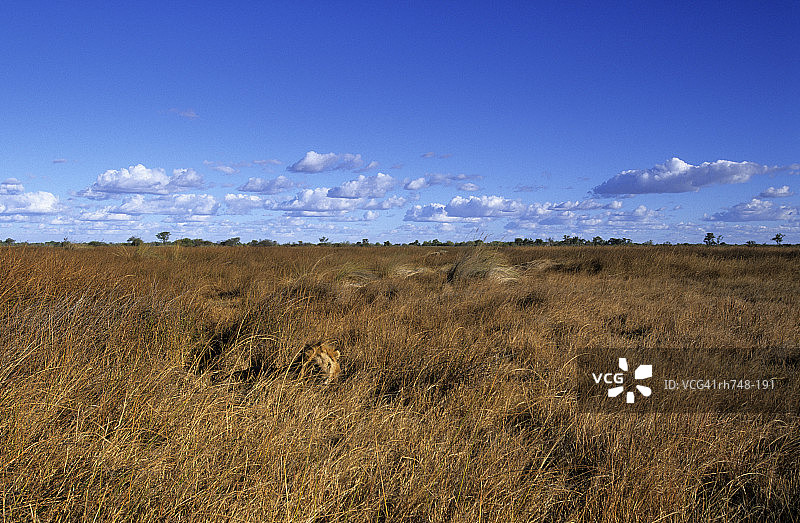 博茨瓦纳乔贝国家公园的狮子图片素材