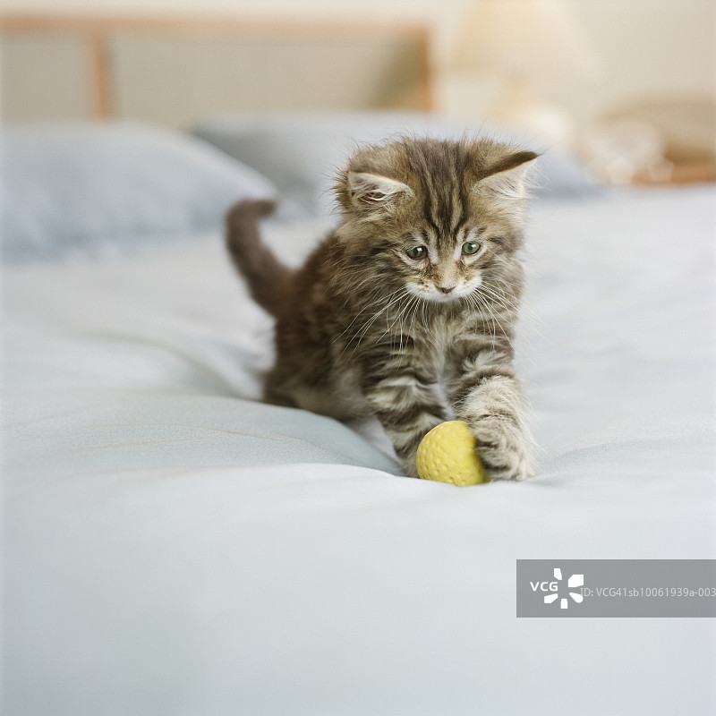 缅因猫幼猫卧室床上玩球图片素材