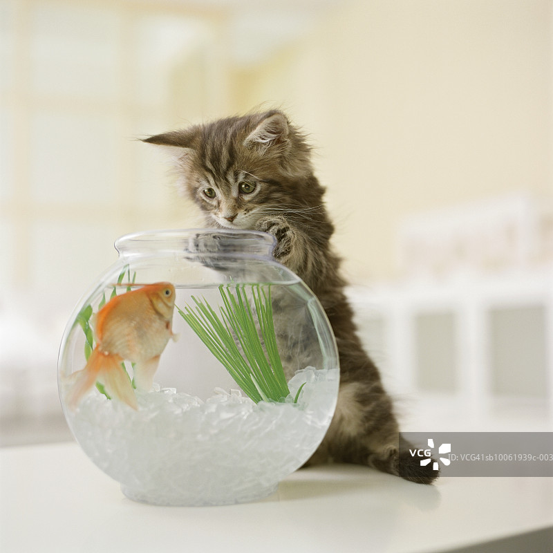 缅因猫幼崽看着鱼缸里的金鱼图片素材