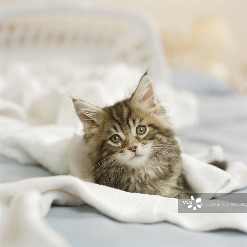 缅因猫幼崽在床上洗衣篮旁图片素材