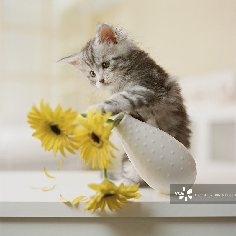 缅因猫幼猫打翻花瓶里的黄花图片素材