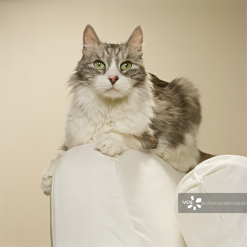 扶手椅上的缅因库恩小猫特写图片素材