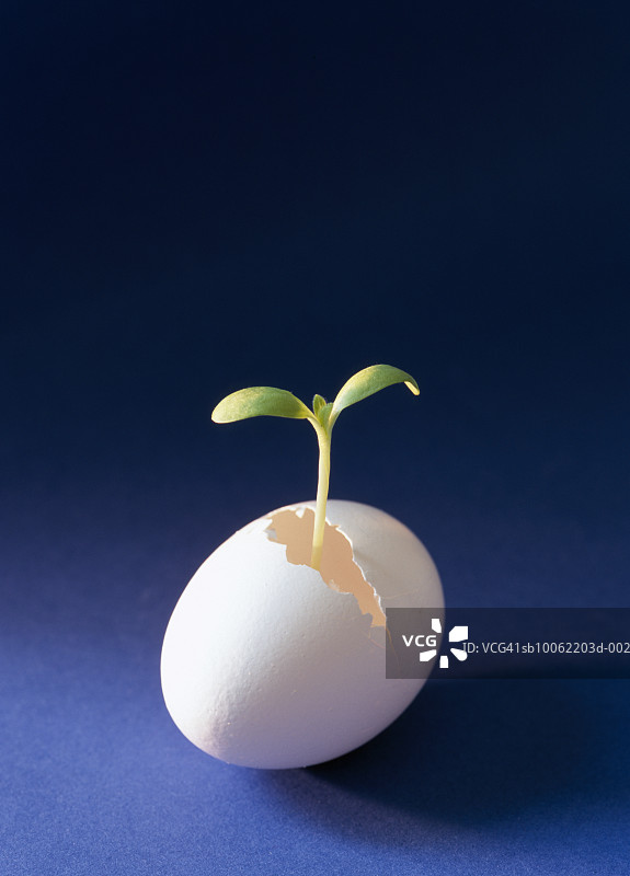 从蛋中生长的幼苗，工作室拍摄图片素材