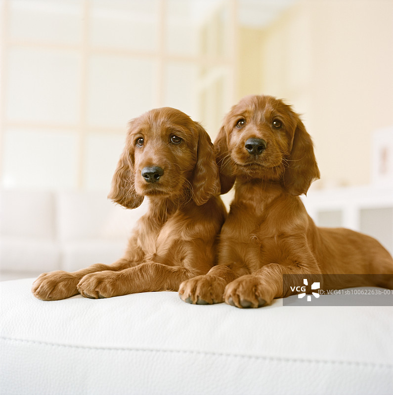两只爱尔兰雪达犬幼犬坐在沙发上图片素材