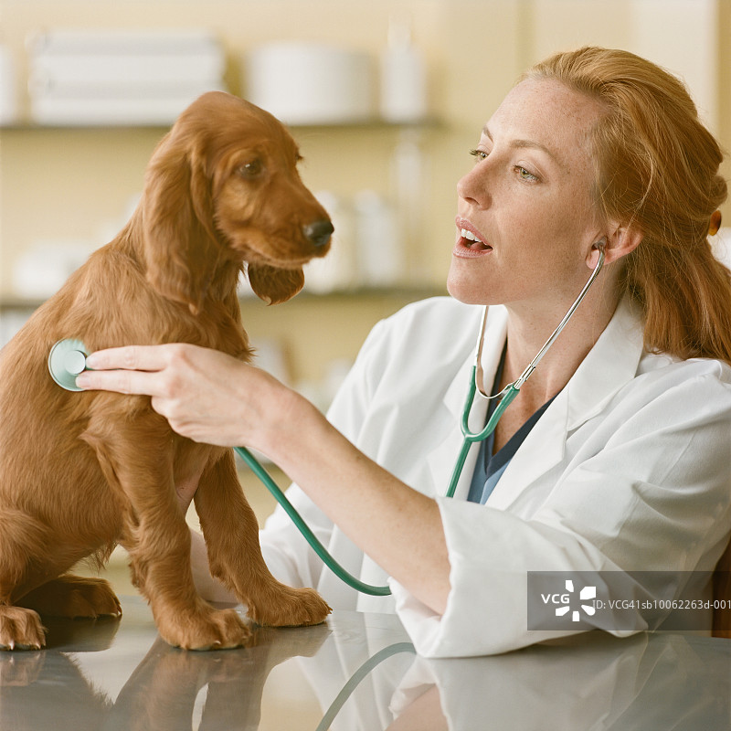 兽医检查爱尔兰雪达犬幼犬图片素材