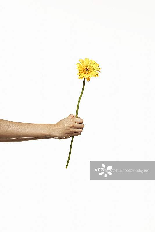 人物手持黄色非洲菊图片素材